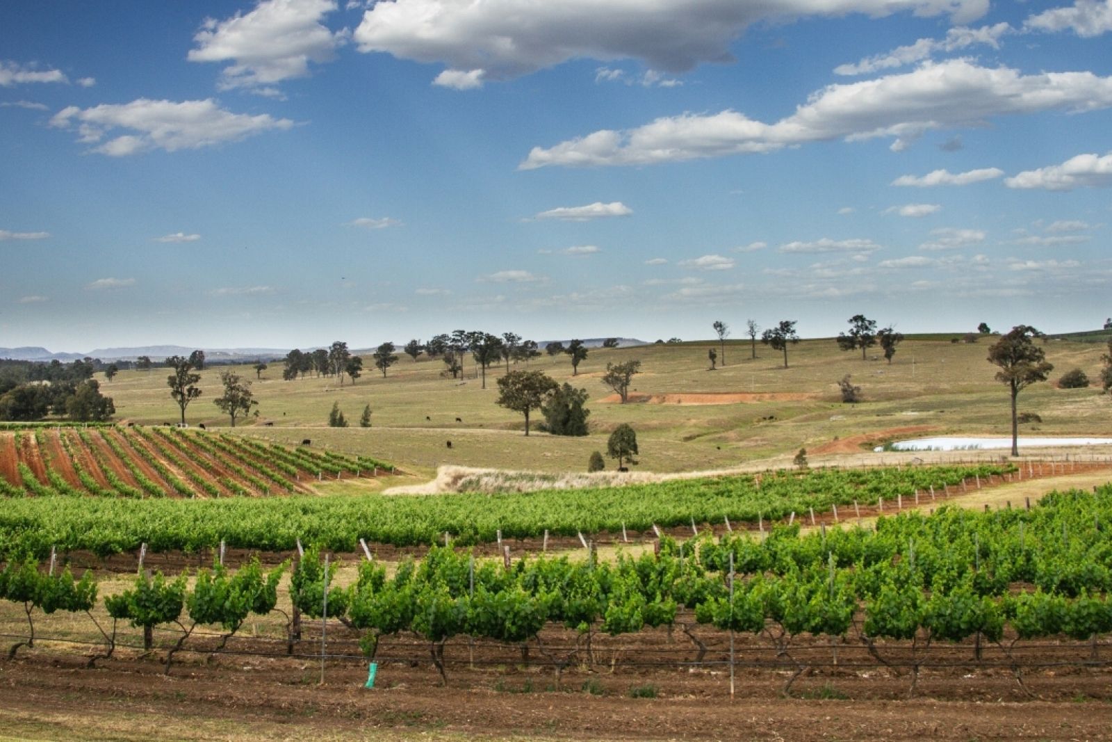 The Hunter Valley in NSW, is home to some of Australia's best wineries