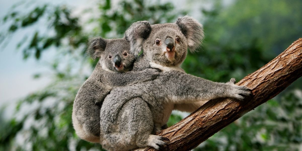 Everything you need to know about planning your gap year in Australia