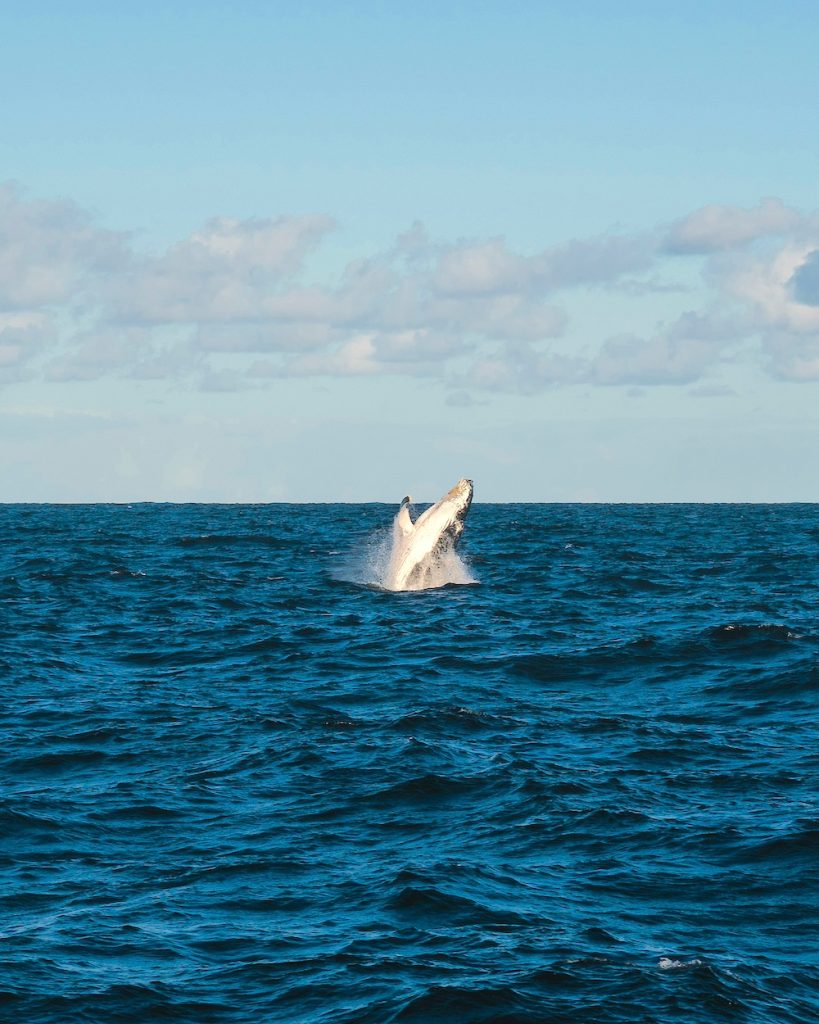 A list of 32 things to do in Sydney, Australia during winter. Don't miss seeing whales at Bondi Beach!